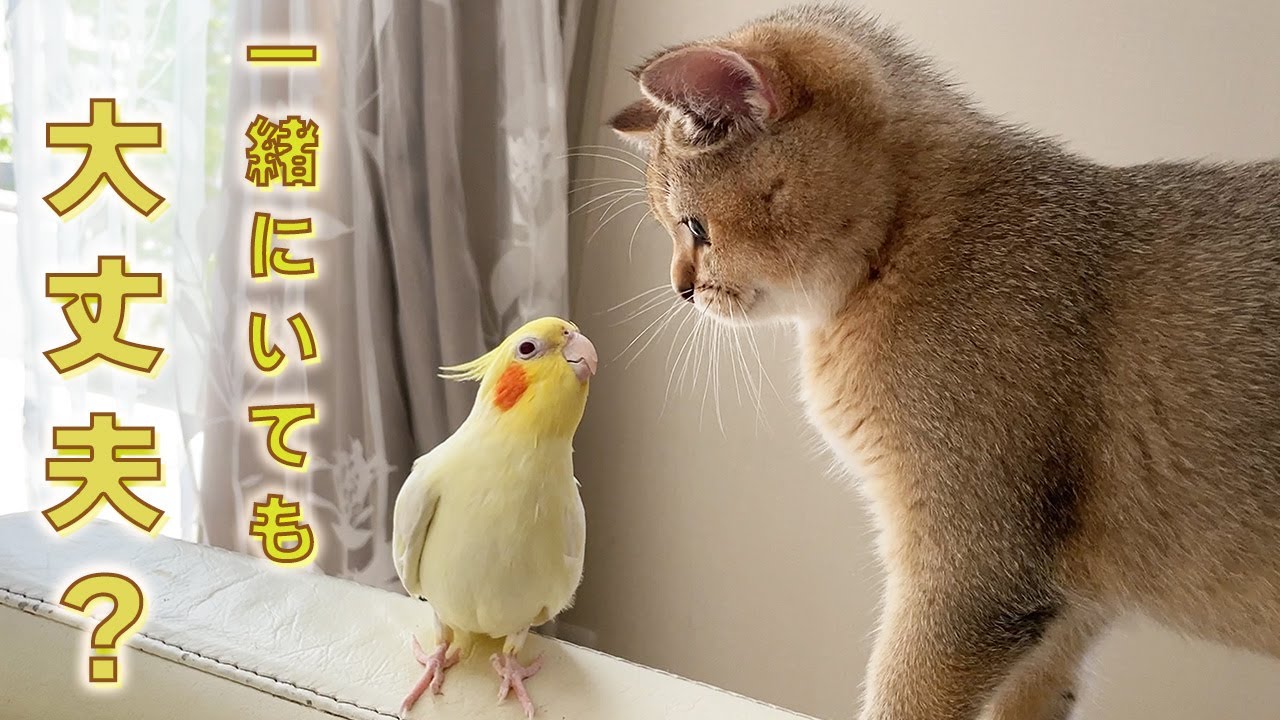 子猫とインコを合わせてみたらこうなりました