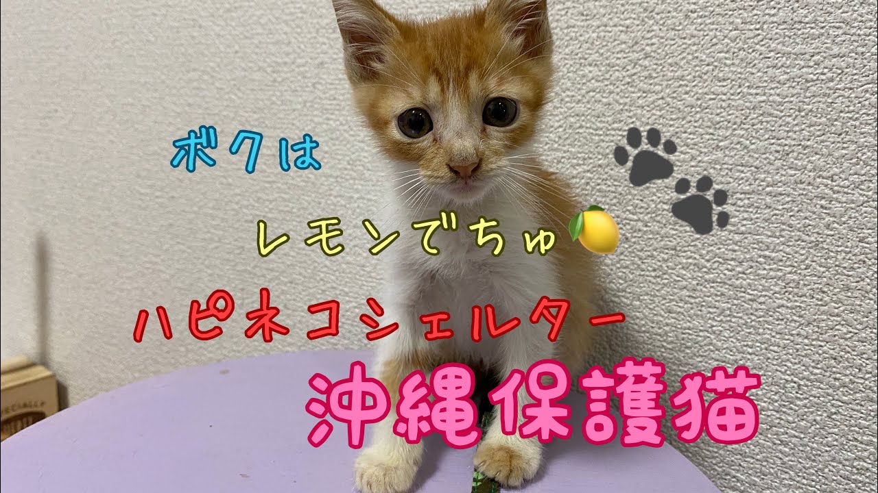 一瞬ライブ〜🐈