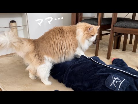 ママに甘えてるところをパパに見つかって恥ずかしがる猫が可愛いw