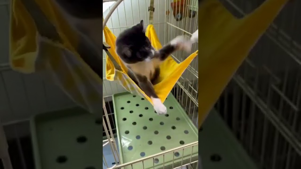 アメリカンカール ☆綺麗なカラーの可愛いこちゃん♪甘えん坊のアメリカンカール君☆