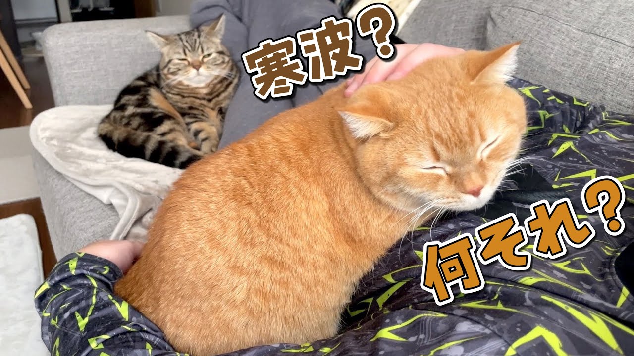 寒波到来でパパで暖をとろうと集まる猫たちが可愛い！