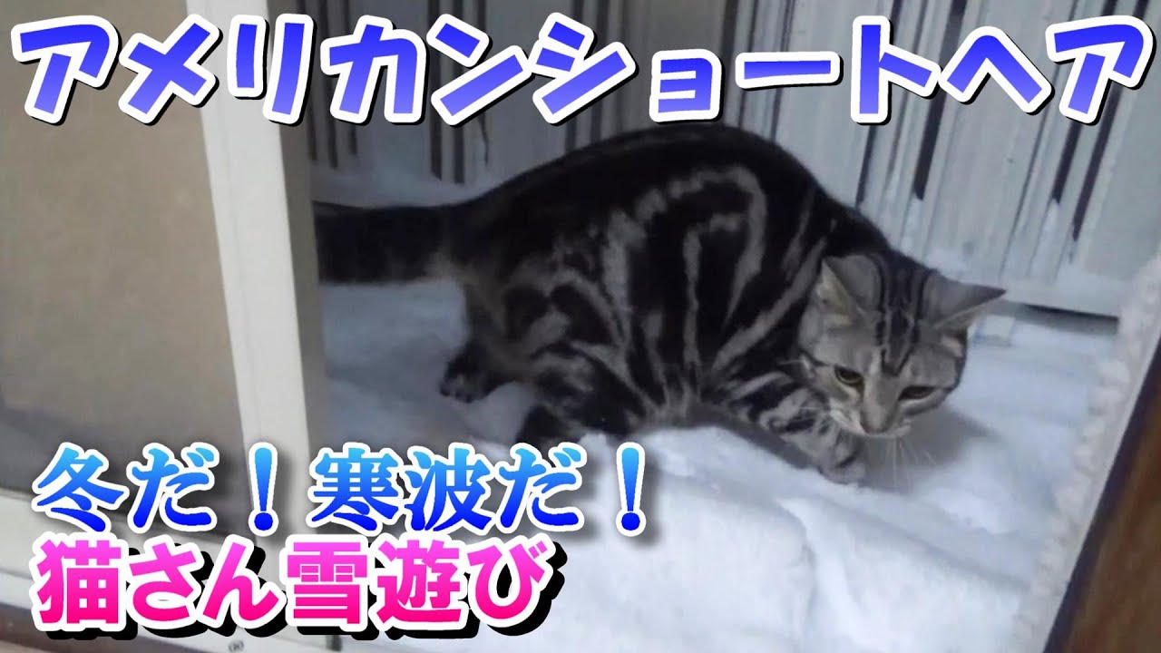 冬だ！寒波だ！猫さん雪遊び（アメリカンショートヘア）