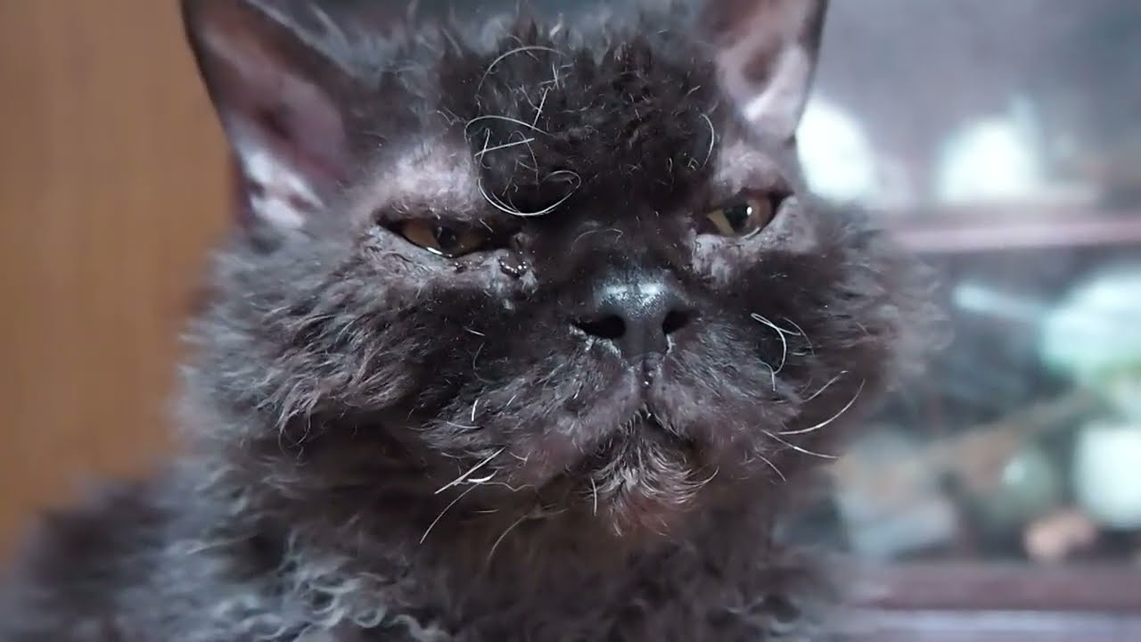 Shuan,the Selkirk Rex セルカークレックスのシュワン
