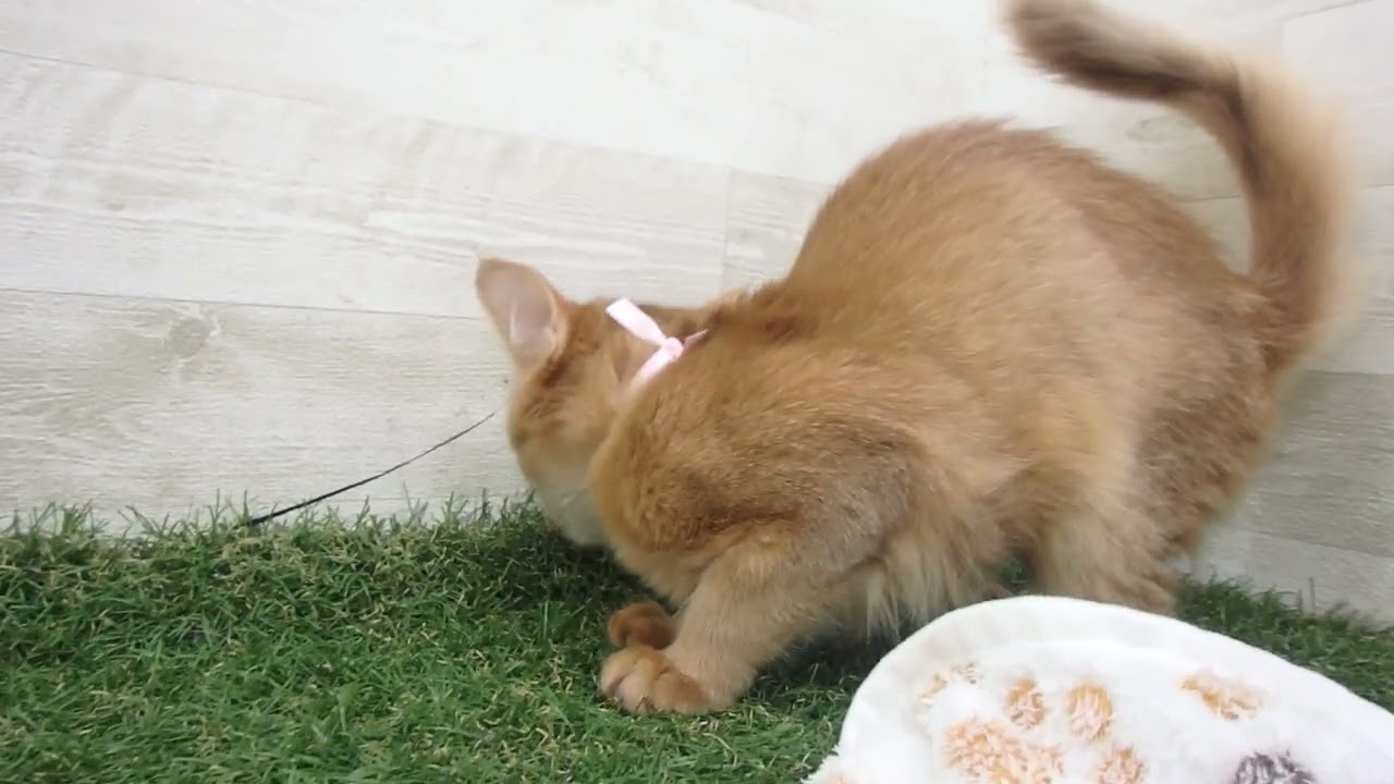 Coo&RIKU　No00616032 ソマリ