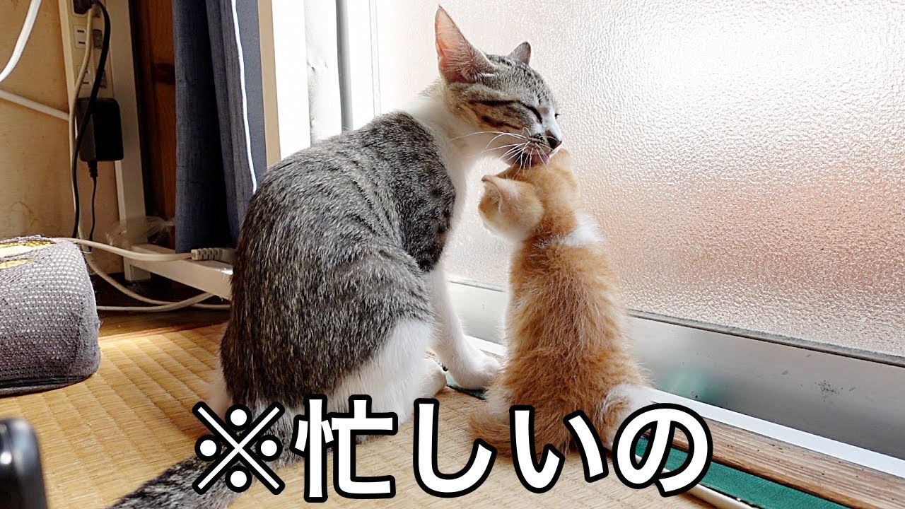 赤ちゃん猫のお世話が楽しくなってきた子猫…笑