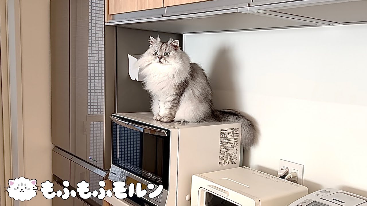 猫が最近ここによく出没します 【サイベリアン】