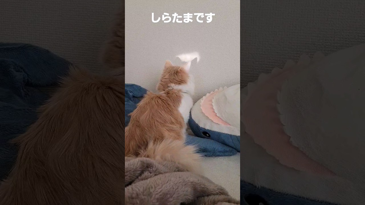 【これ何】気づいた猫#ラガマフィン #猫 #shorts #大寒波気をつけて