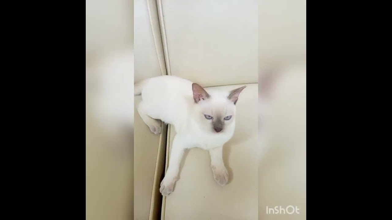 トンキニーズ 【プラチナポイント】優しい性格でお利口さんです！色もすごくキレイです。