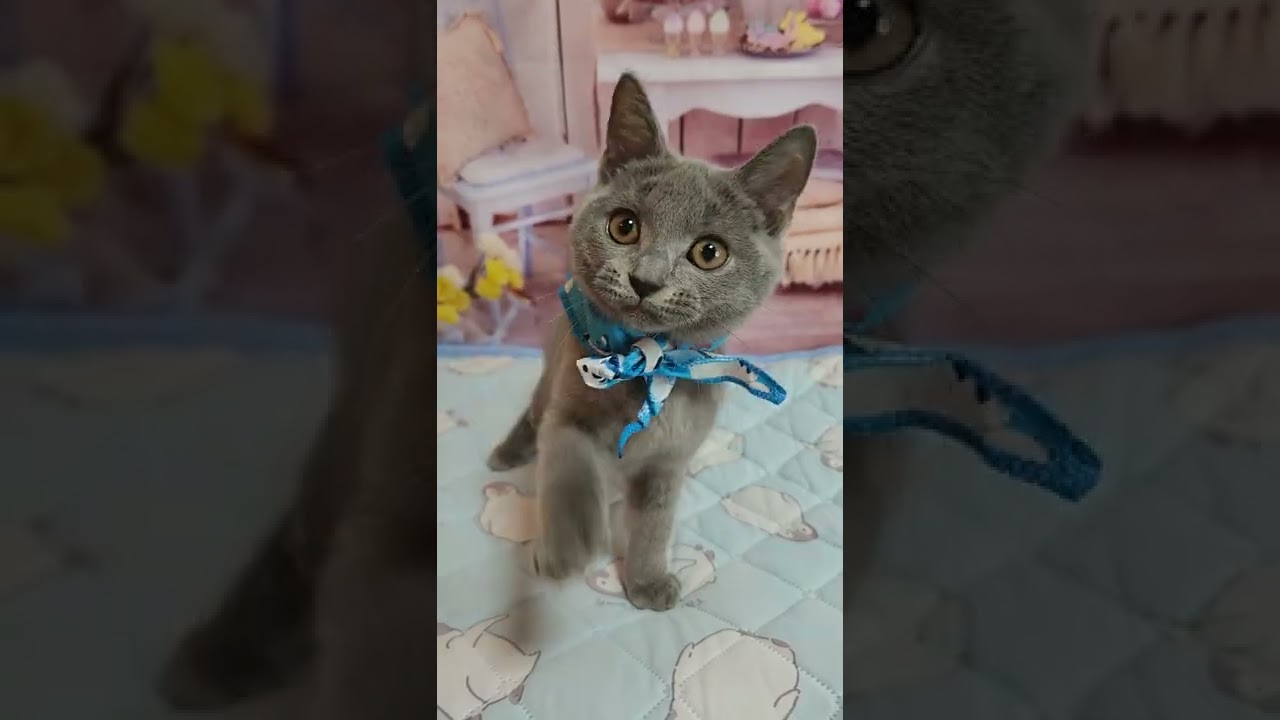 シャルトリュー 可愛いシャルトリュー✨