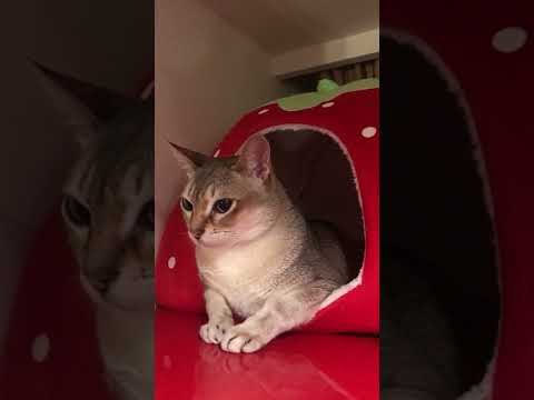 イチゴハウスでヤドカリ風なシンガプーラなのにゃ♪②