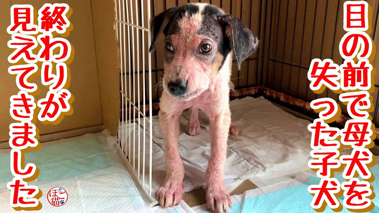 【子犬　保護犬　子猫】　目の前で母犬を失ったボロボロの子犬　疥癬の治療ももうすぐ終わるかな♪　&　嬉しいお知らせ盛りだくさん！