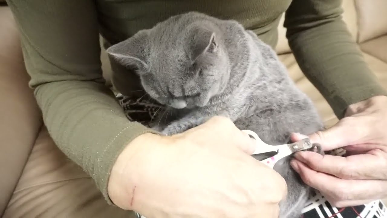 ブリティッシュショートヘアー子猫　British Shorthair　2022.5.12産まれ　ブルー　女の子　シーダキャット猫のお店