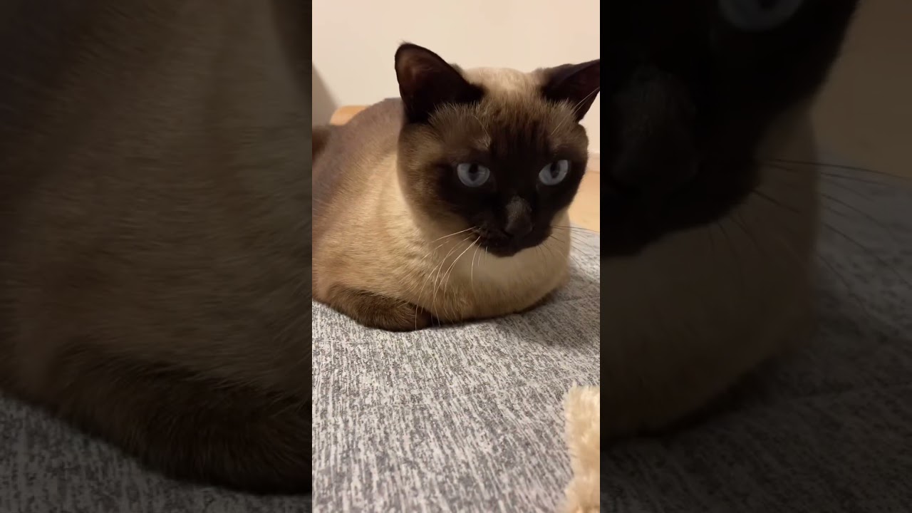 今年もよろしくお願いします🙇‍♀️🐱