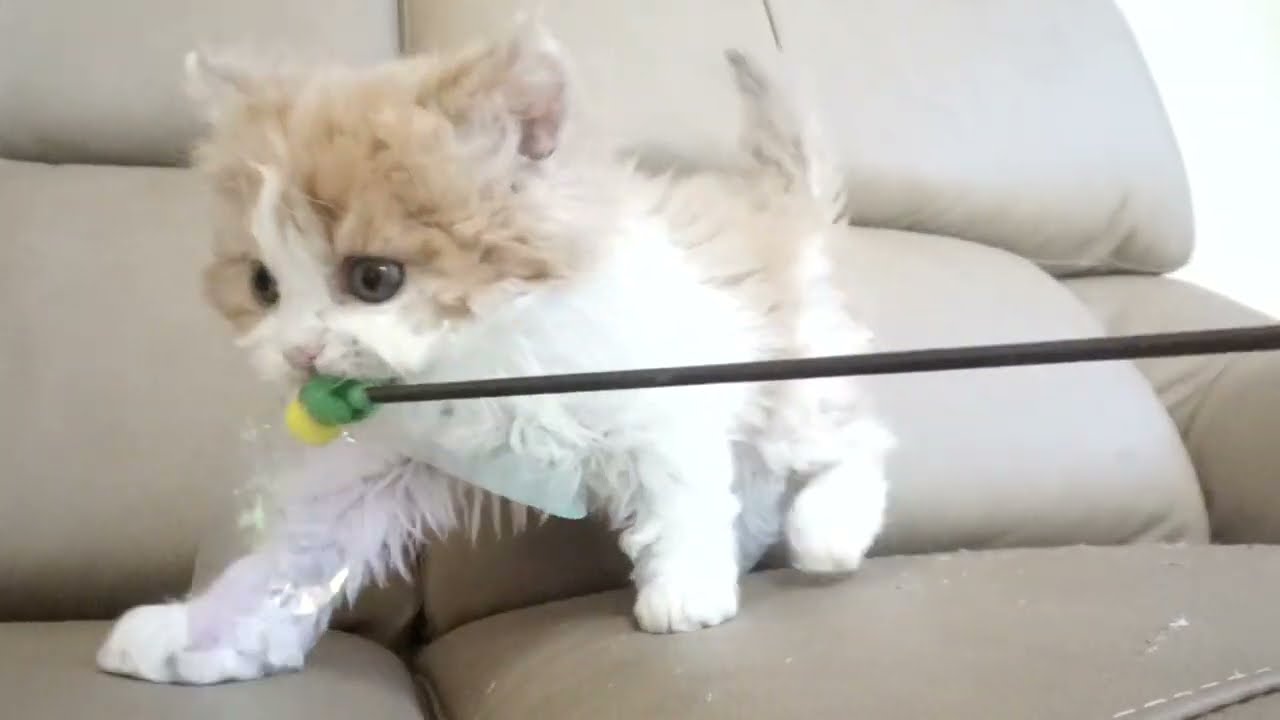 セルカークレックス子猫　2022.9.30産まれ 　レッド＆ホワイト　ロング　女の子　シーダキャット猫のお店