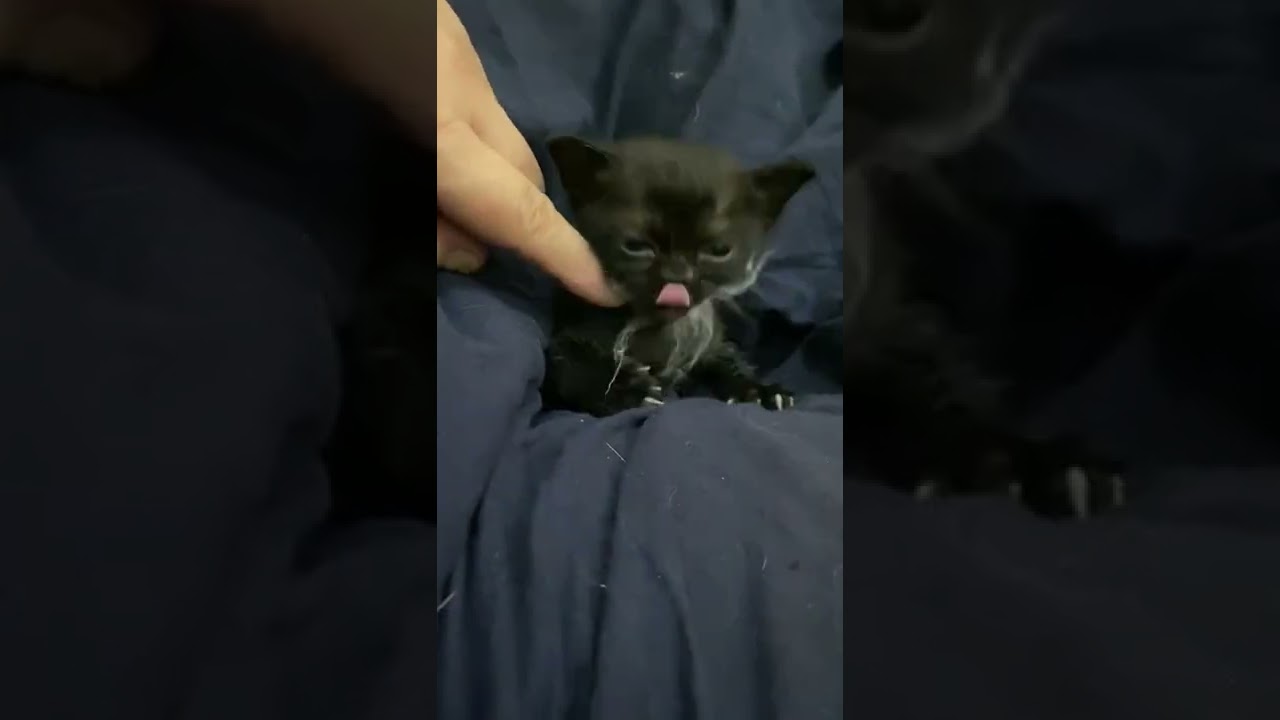 ボンベイ 実際は写真の100倍可愛いですWWW