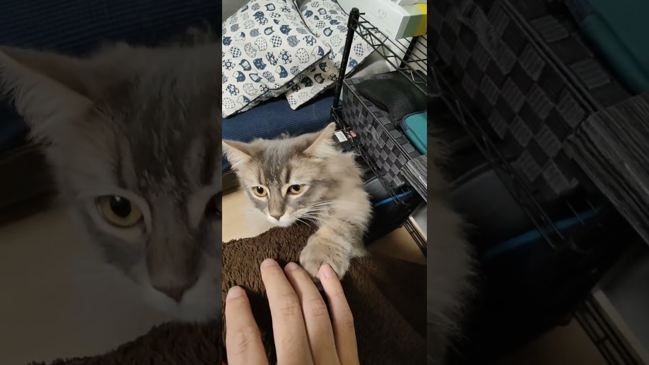 絶対にかまってほしいモフ猫。【サイベリアンのラフィ】#shorts