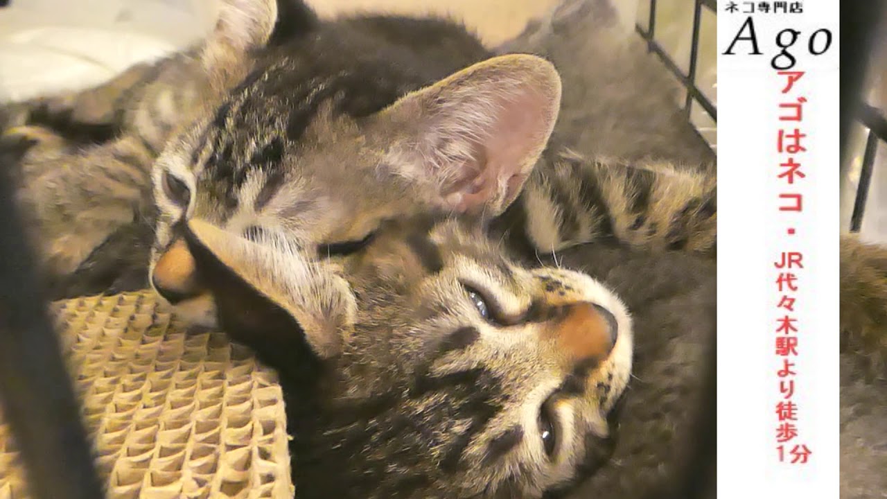 オシキャット・ロシアンブルー　ちゃん達お昼寝～　アゴはネコ