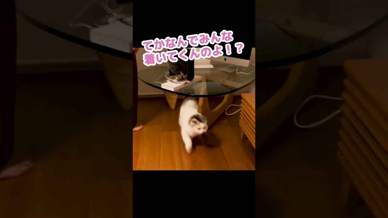 ケツにヒモつけて逃亡する猫 #Shorts