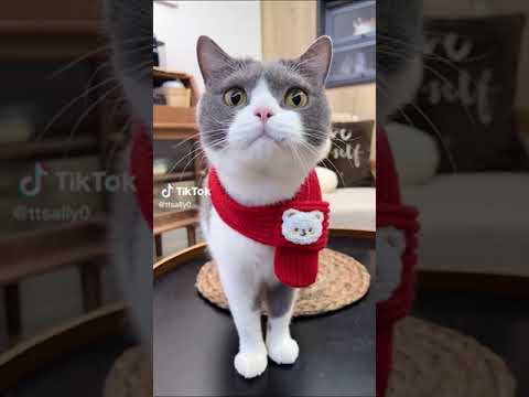 Cute cat shaking my hand