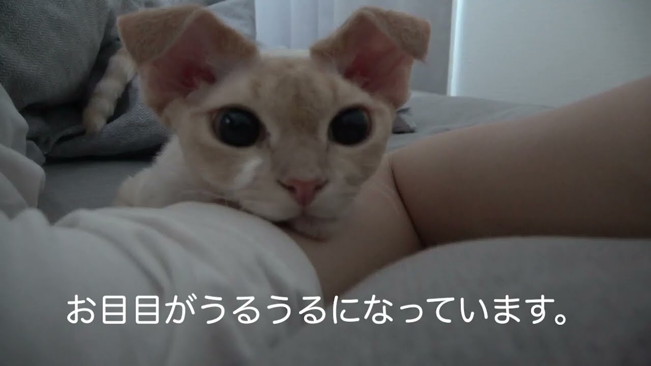 寝ぼけた顔がかわいいデボン猫です