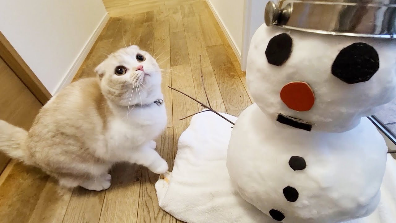 雪だるまを初めて見た子猫と犬達がこうなりました...笑