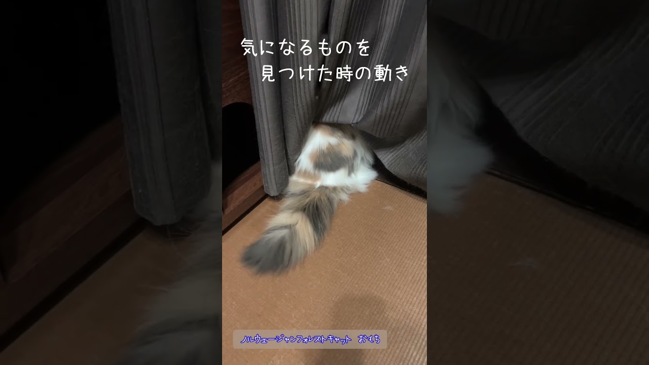 ノルウェージャンフォレストキャットのふわふわシッポ