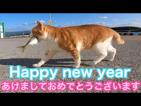 お魚咥えたドラ猫追っかけて❗️テトラのシロ猫ちゃんが出遅れる Japanese cats