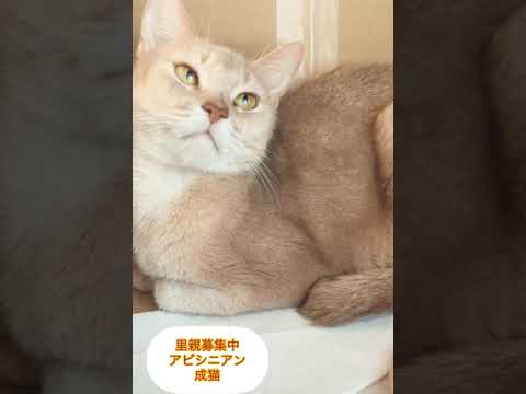 里親🏠募集中アビシニアン成猫ちゃん・ブリーディング引退の為👉行き場のない子です。アゴはネコにて、お世話＋里親🏠様募集中