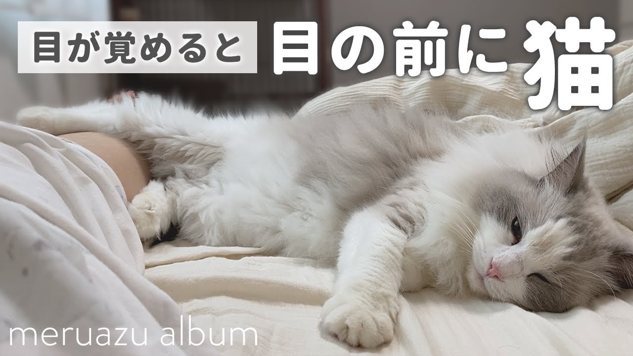 朝起きると必ずベッドでご飯待機してる猫【ラグドール】