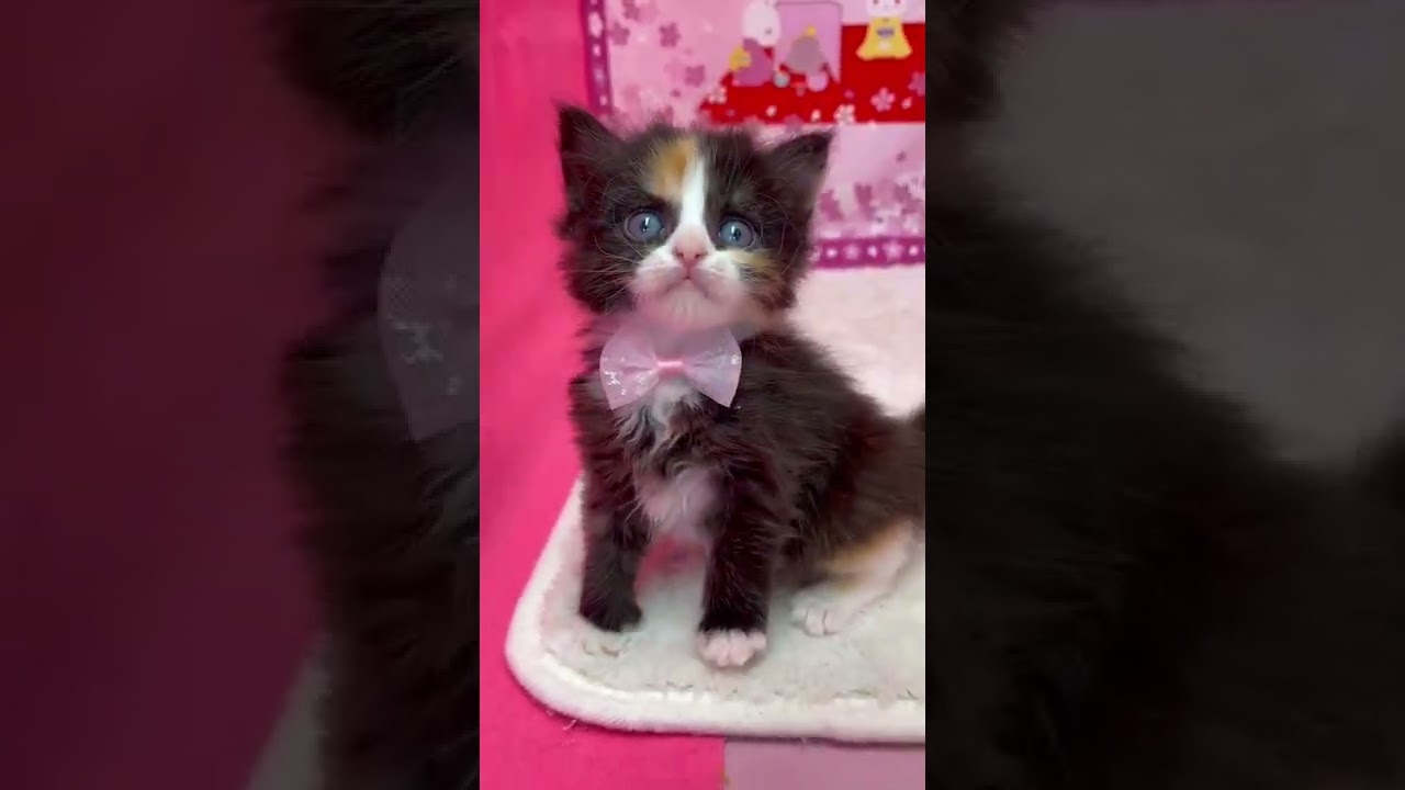 ミヌエット キャリコのロングヘアーの女の子♡両親ともPKD遺伝子検査クリア