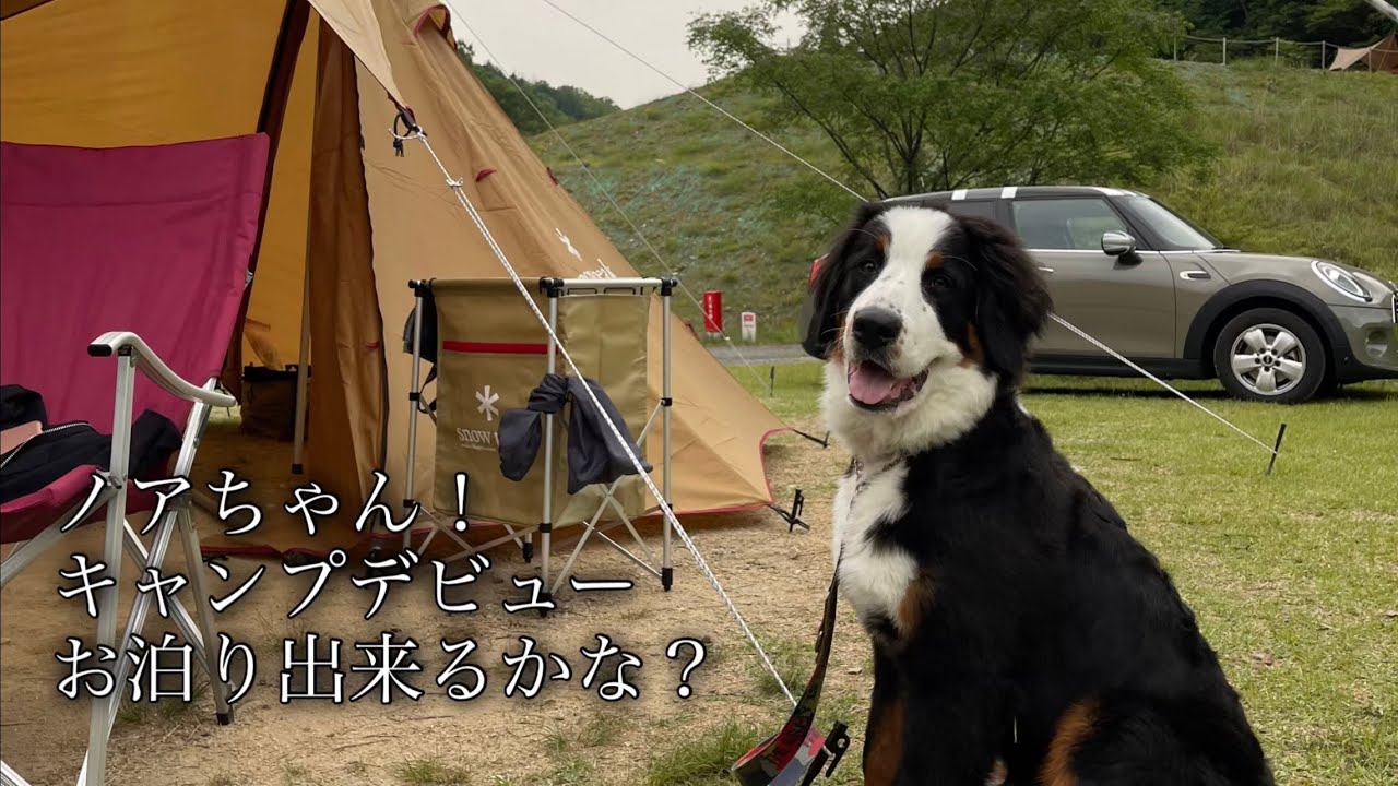 【バーニーズマウンテンドッグ】ノアちゃん！キャンプデビュー😁　初めてのお泊り出来るかな？【スノーピーク】【キャンプ】