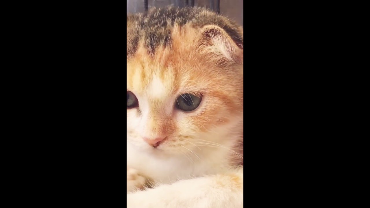 スコティッシュフォールド😸　アゴはネコ
