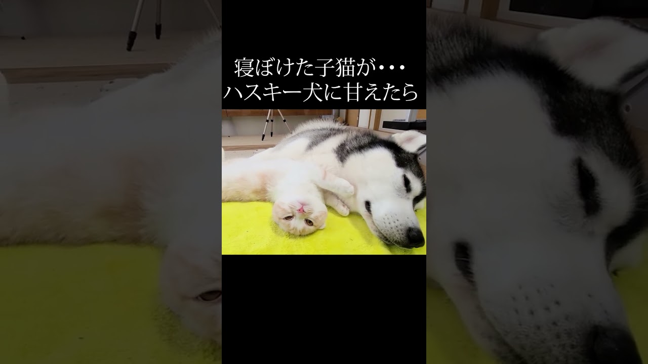 寝ぼけた子猫がとった行動が可愛すぎる#shorts