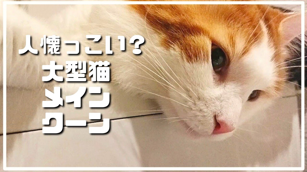 人見知りしない？飼いやすい！？【大型猫メインクーン】