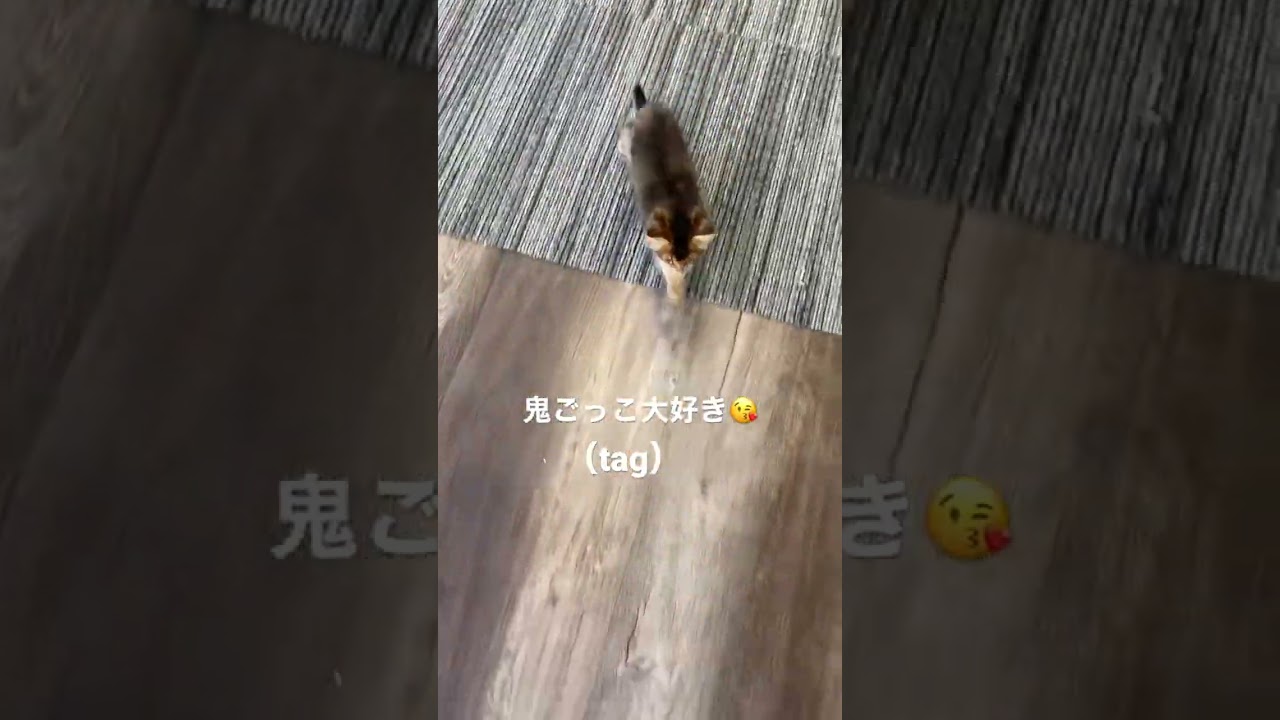 終わらない鬼ごっこ(tag)😱 #ソマリ #ネコ #cat #鬼ごっこ #ペット #癒し