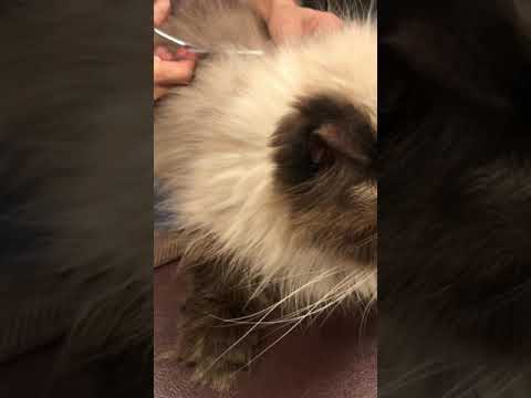 里親譲渡成猫　ヒマラヤン　毛玉が沢山なので😿　お手入れ中‥ アゴはネコ