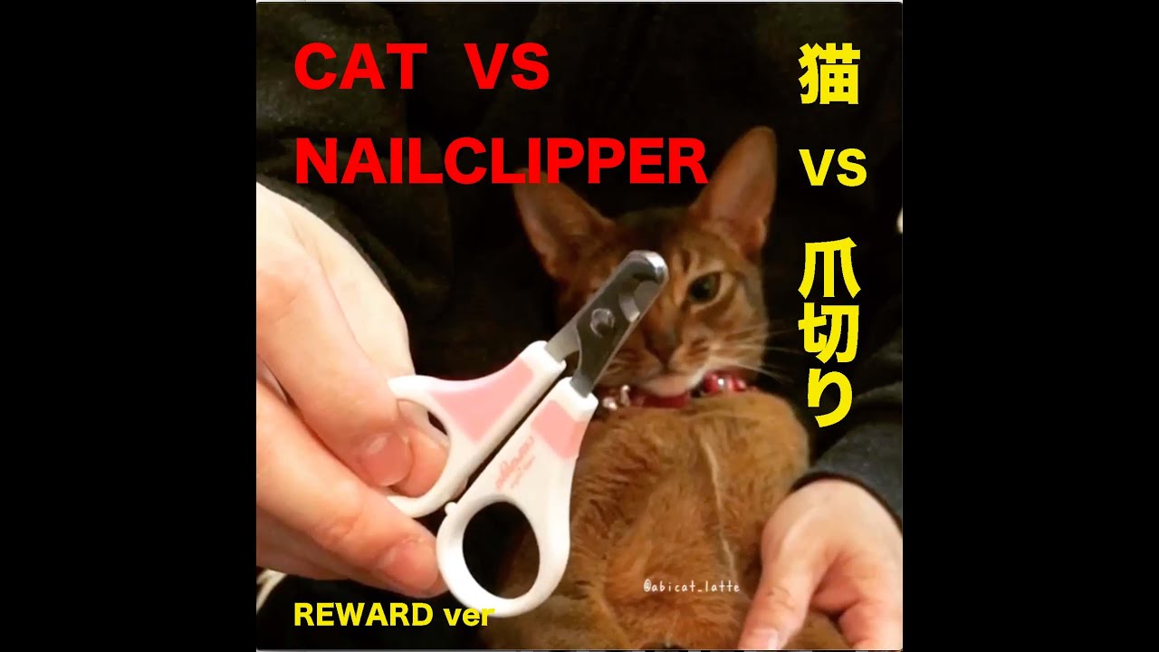 アビシニアンのレオン　爪切り挑戦　3　ご褒美編　Abyssinian Cat  Nailclipper movie part3