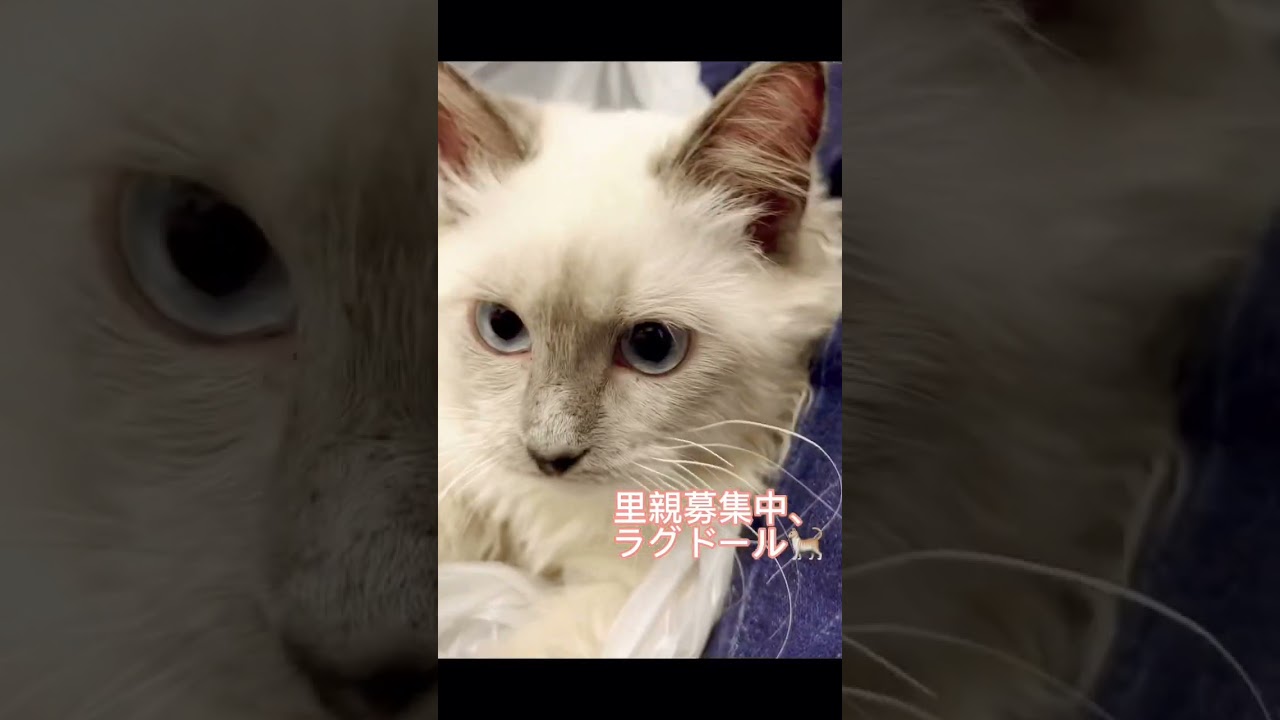 #里親募集中 #子猫 #ラグドール子猫 #可愛い猫