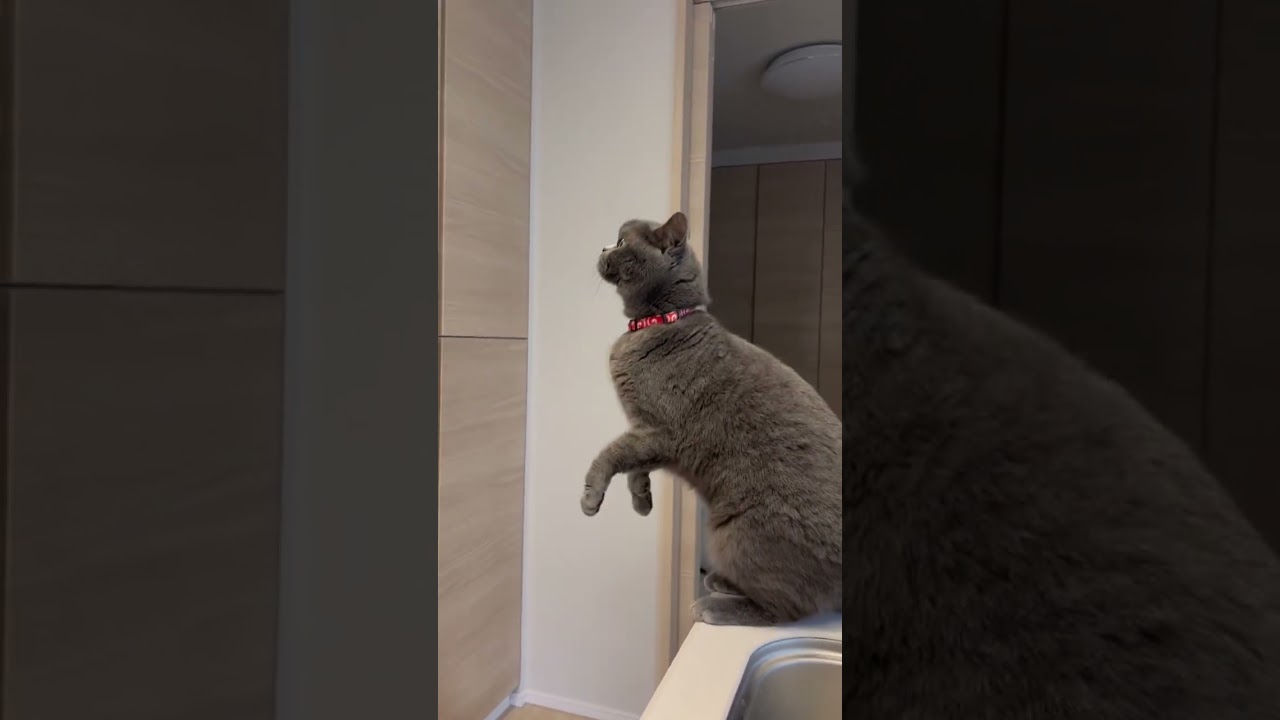 注意されても言い返すブリティッシュショートヘア#shorts #猫 #ブリショー