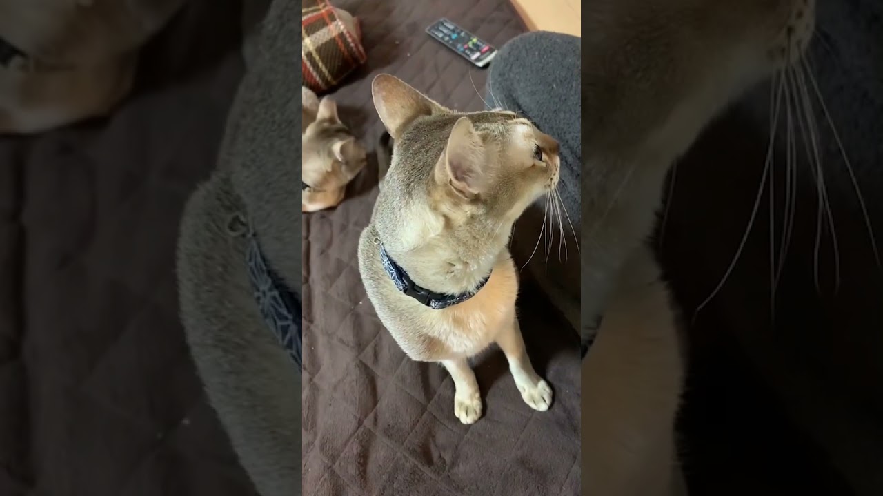 にゃに見てんだよ！？