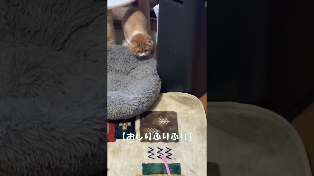おしりふりふり #shorts  #猫 #アメリカンカール #cat