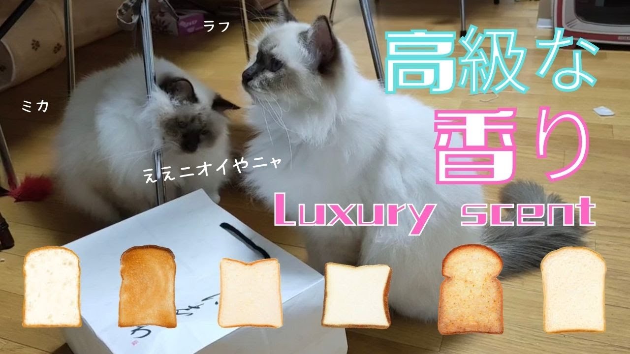 最近流行りの高級食パンの紙袋を探るバーマン猫【高級な香り】Luxury scent（バーマン猫）Birman/Cat