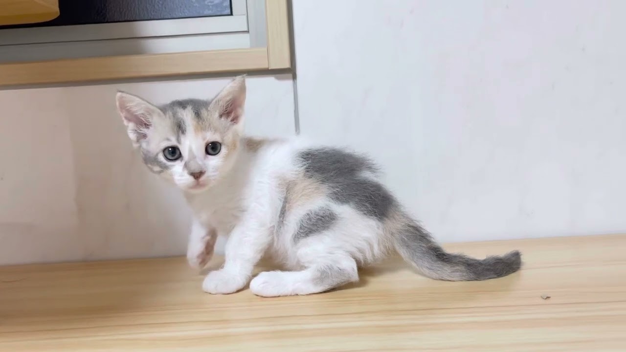 スクーカム︎︎ ♀