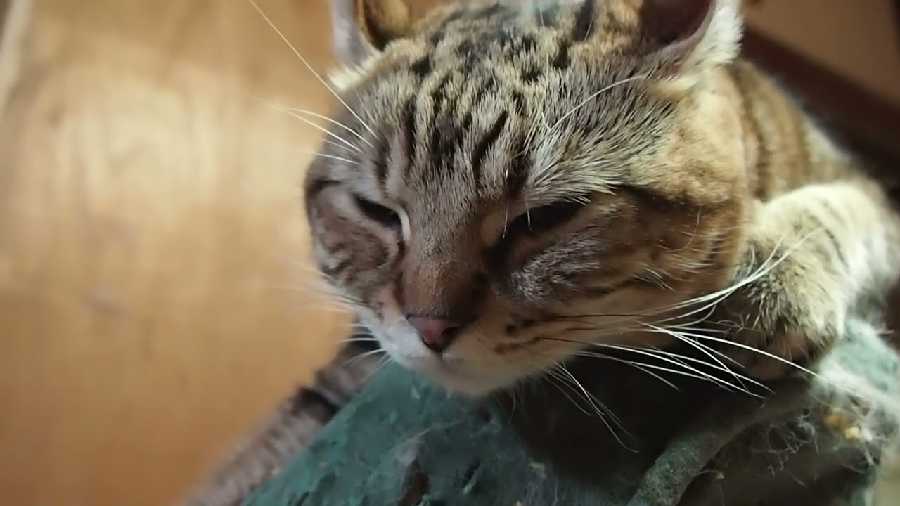 American curl boy アメリカンカールの男の子