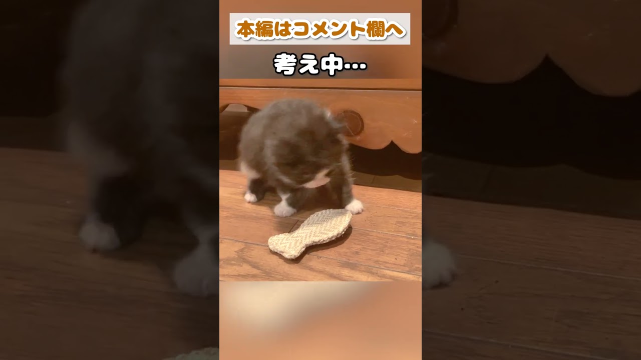 【子猫動画】はじめてのおもちゃで上手に遊べるかな？ #shorts