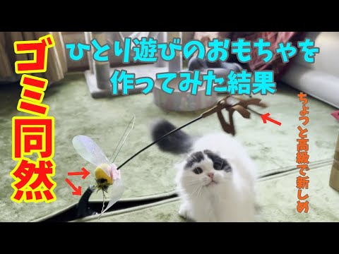 子猫の喜ぶ姿が見た〜い　　[スコティッシュフォールド][子猫][家猫][多頭飼い]