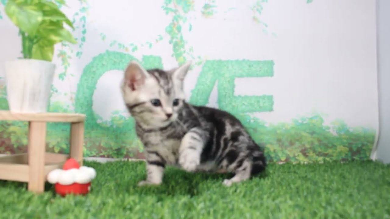 Coo&RIKU　No616230　アメリカンショートヘアー