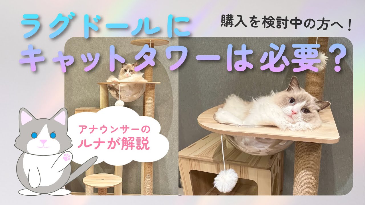 ラグドールにキャットタワーは必要？｜猫のアナウンサーが解説