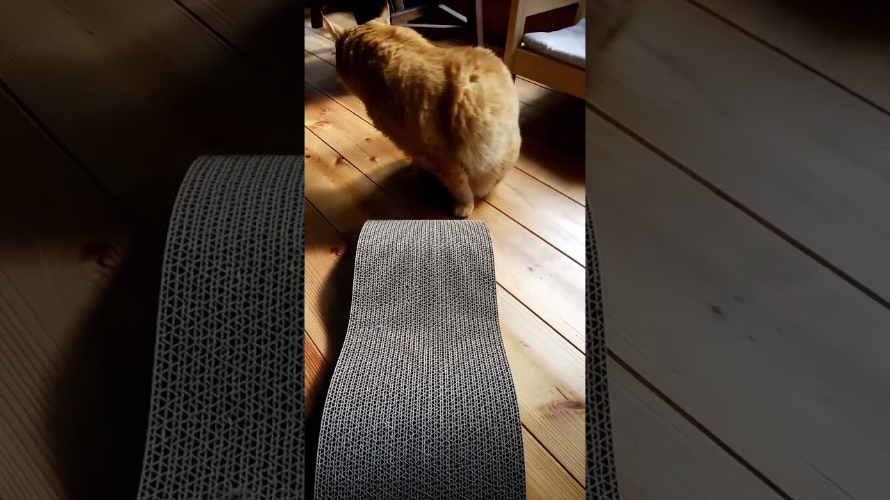マンチカン茶トラ猫の大あくび