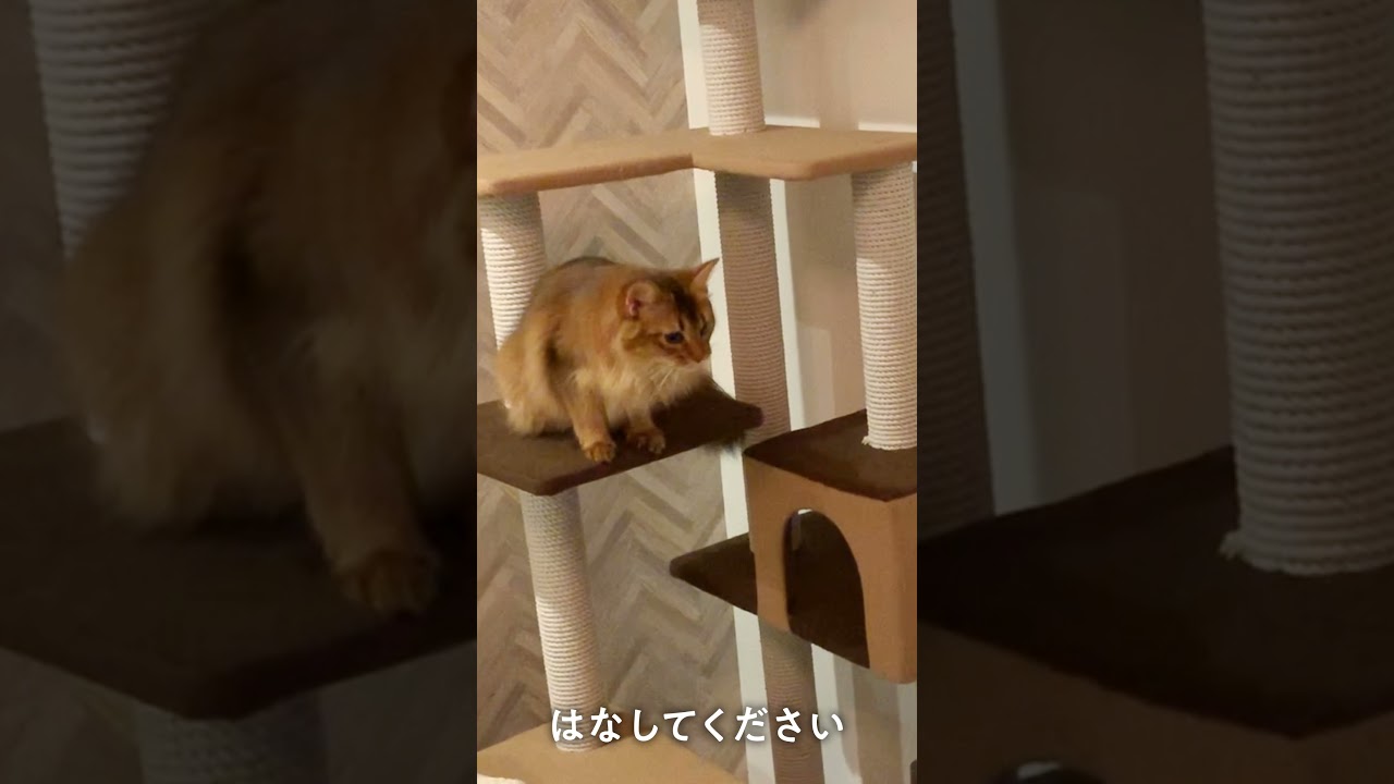 #162　口開きっぱなしなソマリ